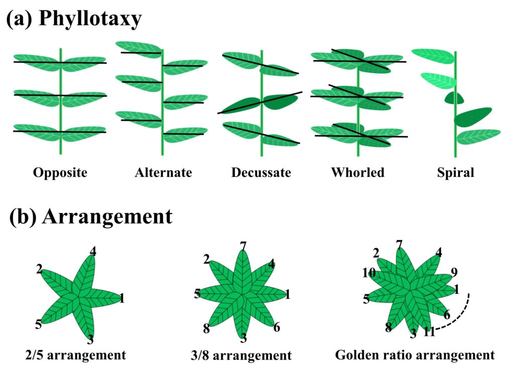 (a) Phyllotaxy and its types. (b) Some arrangement of leaves around the stem.