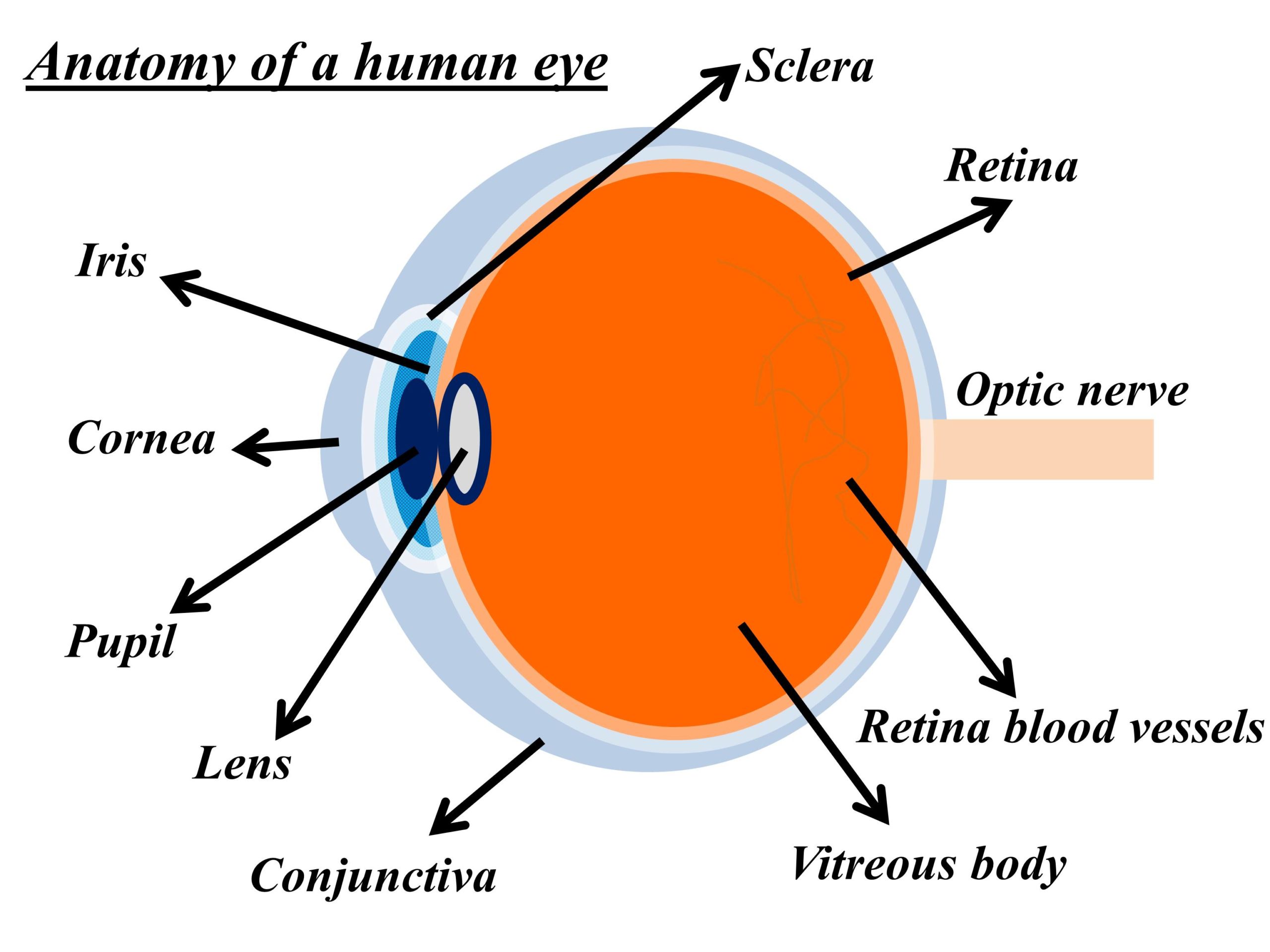 Human eye and its structure (Anatomy of a human eye).